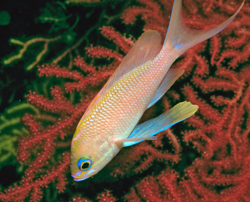 Anthias anthias, Secca di Gaudioso