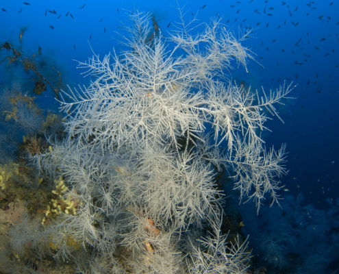 Corallo nero (Antipatella subpinnata), Mezzo Canale