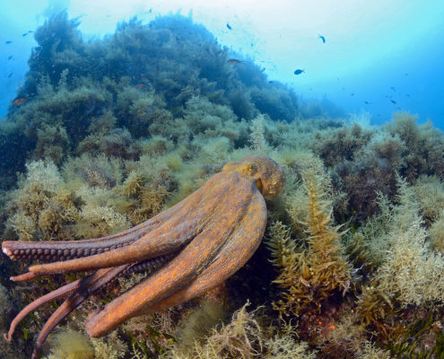 Polpo (Octopus vulgaris), P. San Francesco 