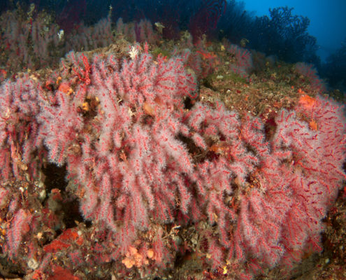 Corallo rosso (Corallium rubrum), Scoglio del corallo