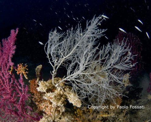 Corallo nero (Anthipatella subpinnata), Secca di Punta Secca