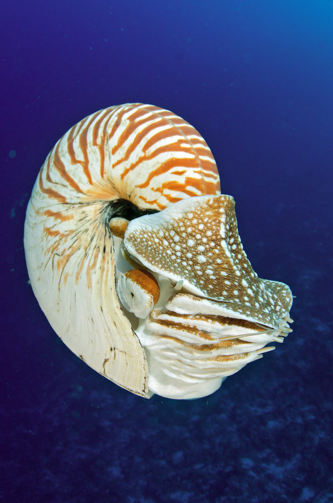 Nautilus pompilius, Palau