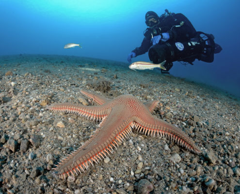 Astropecten aranciacus, Capo Noli