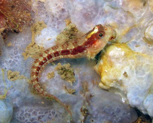 Bavosa (Blennius rouxi)