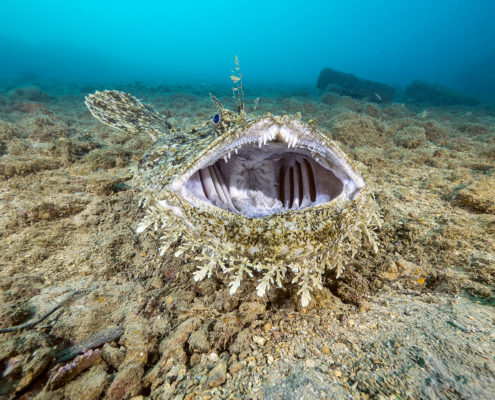 Lopius piscatorius a Bergeggi