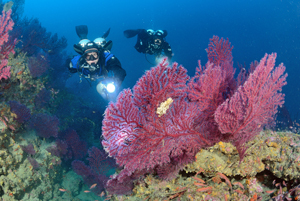 Paramuricea Clavata
