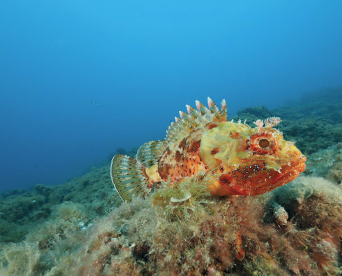 Scopaena notata, Secca delle Stelle